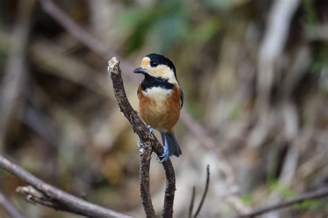 Mais de 1.000 imagens grátis de Peitos e Natureza